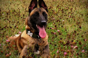 A belga shepherda leírása A belga shepherda leírása